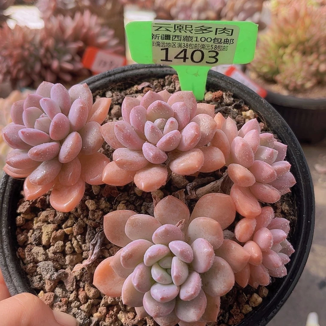 1403白鹭多肉植物