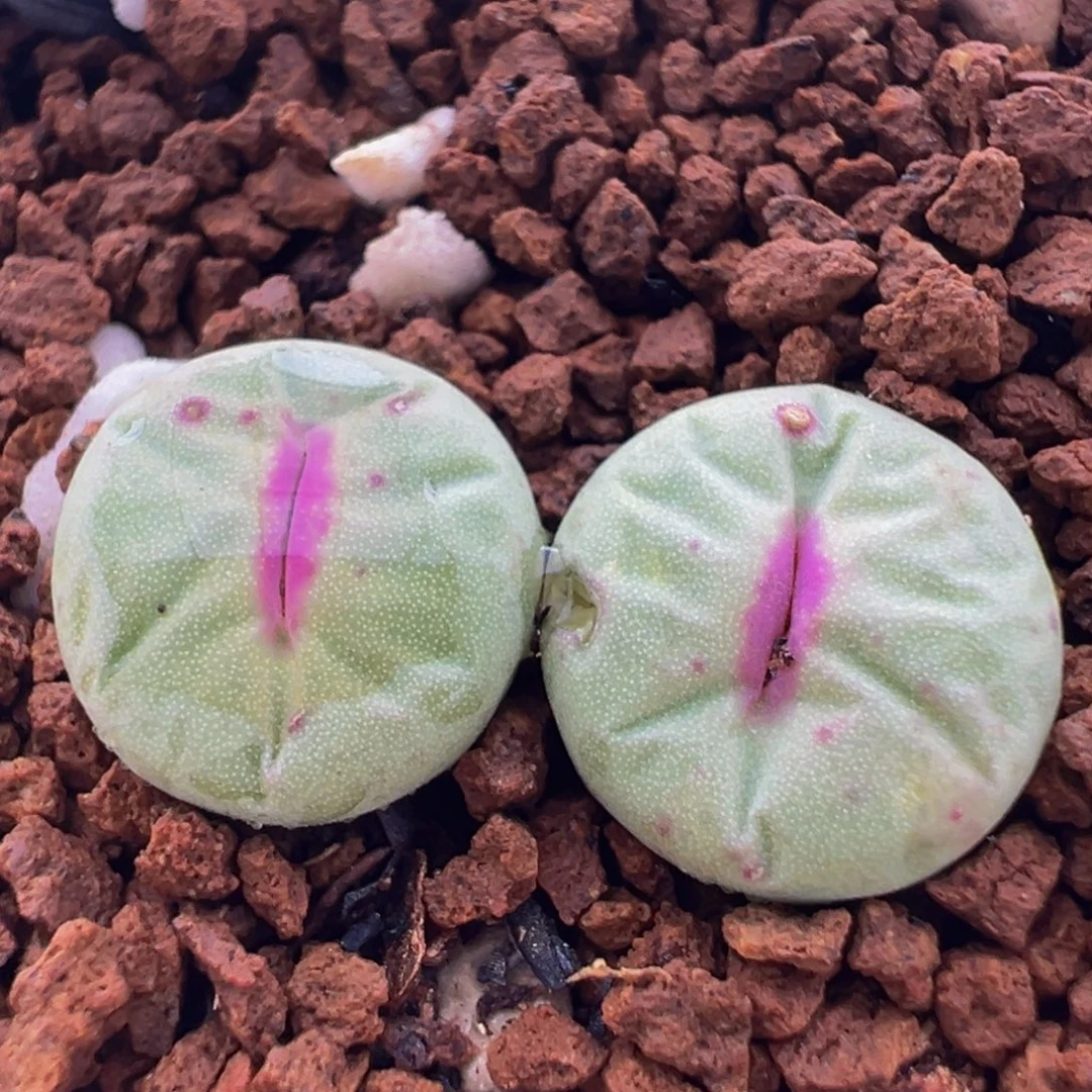 42多肉植物百科植物