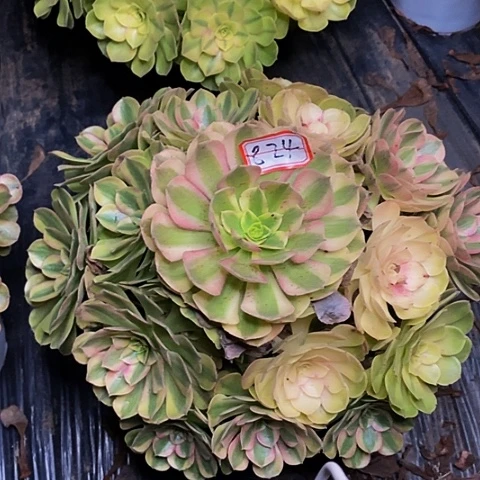 雨荷老桩捧花824号