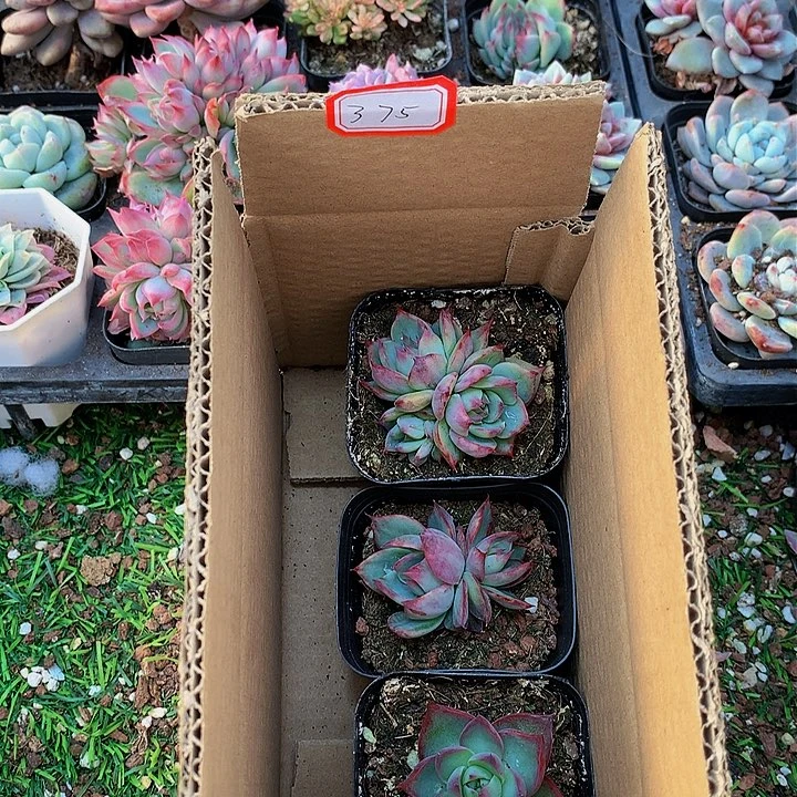 A375惊鸿仙子多肉