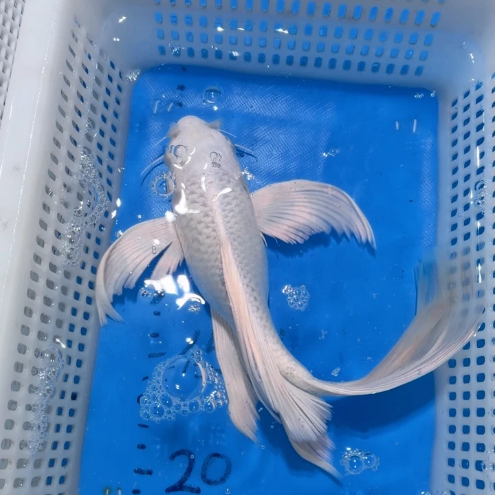 锦鲤锦鲤包邮包售后