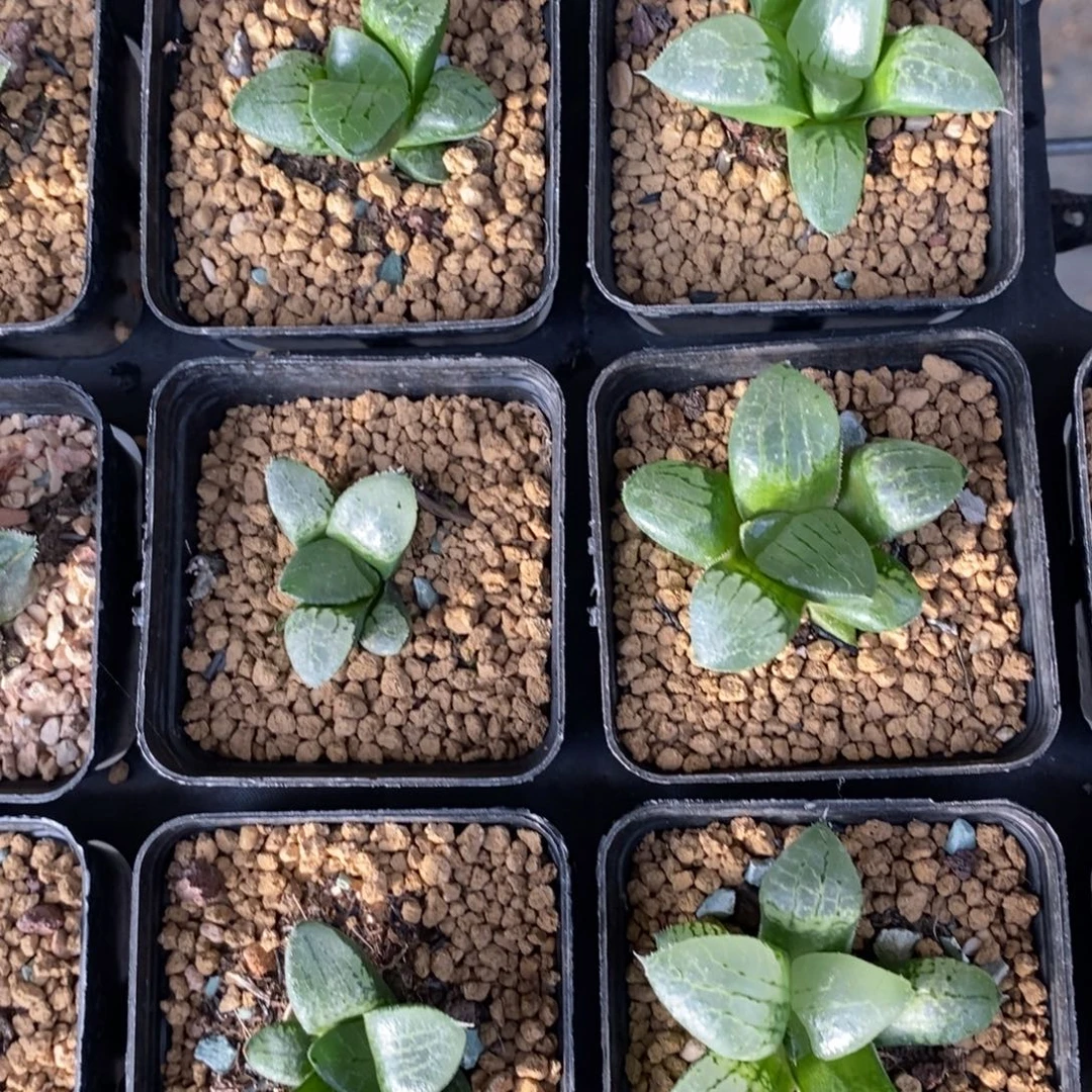 308 一颗实生101  高货 新年福利