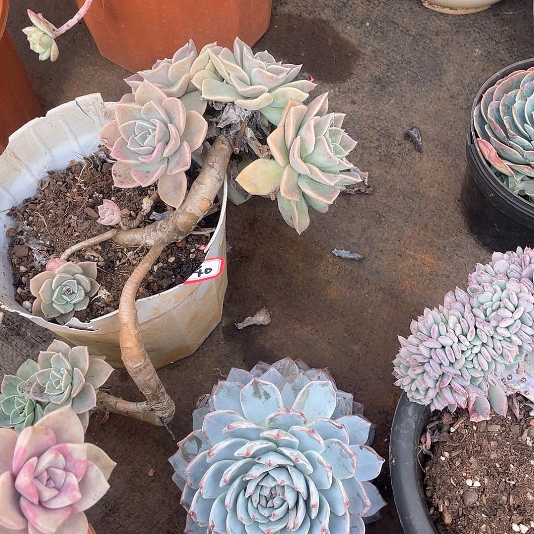 40哈利 一物一拍多肉