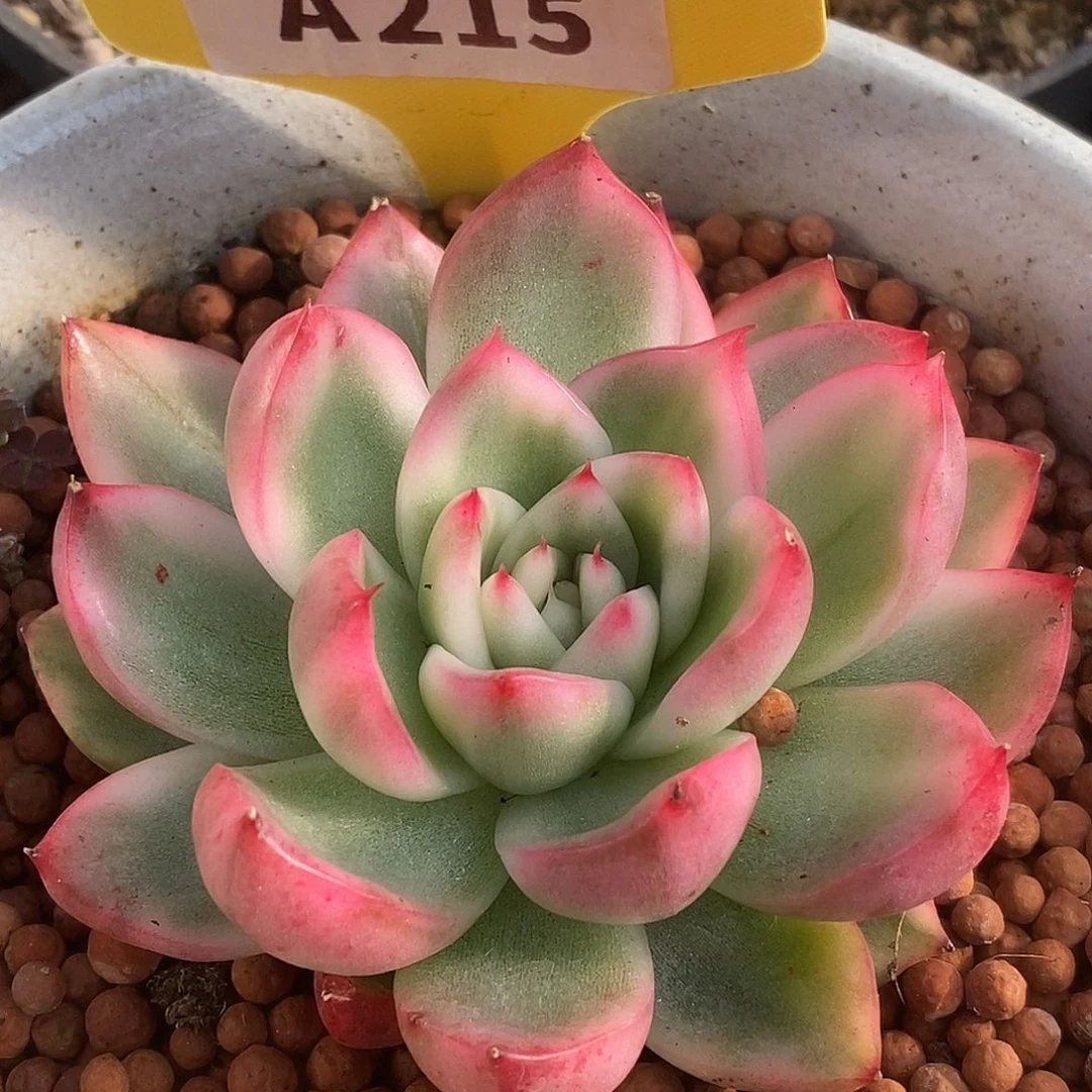 215维纳斯哈哈哈哈哈哈