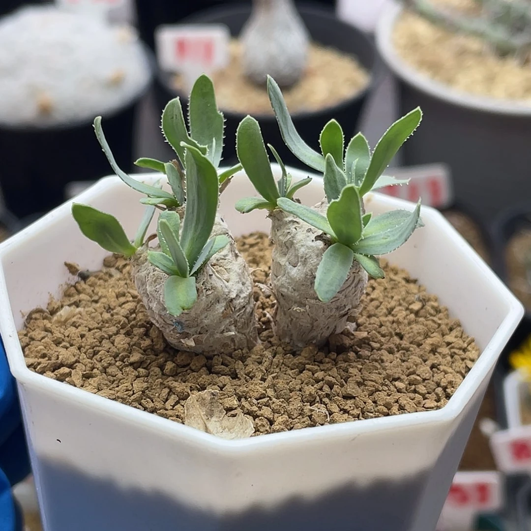 实生双头刨花厚敦菊