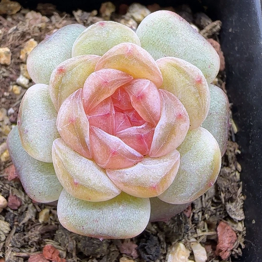 952糖心3厘米【满29包邮非偏远】