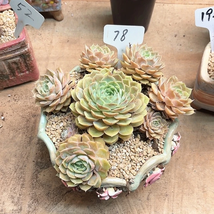 多肉植物，昂斯若78号