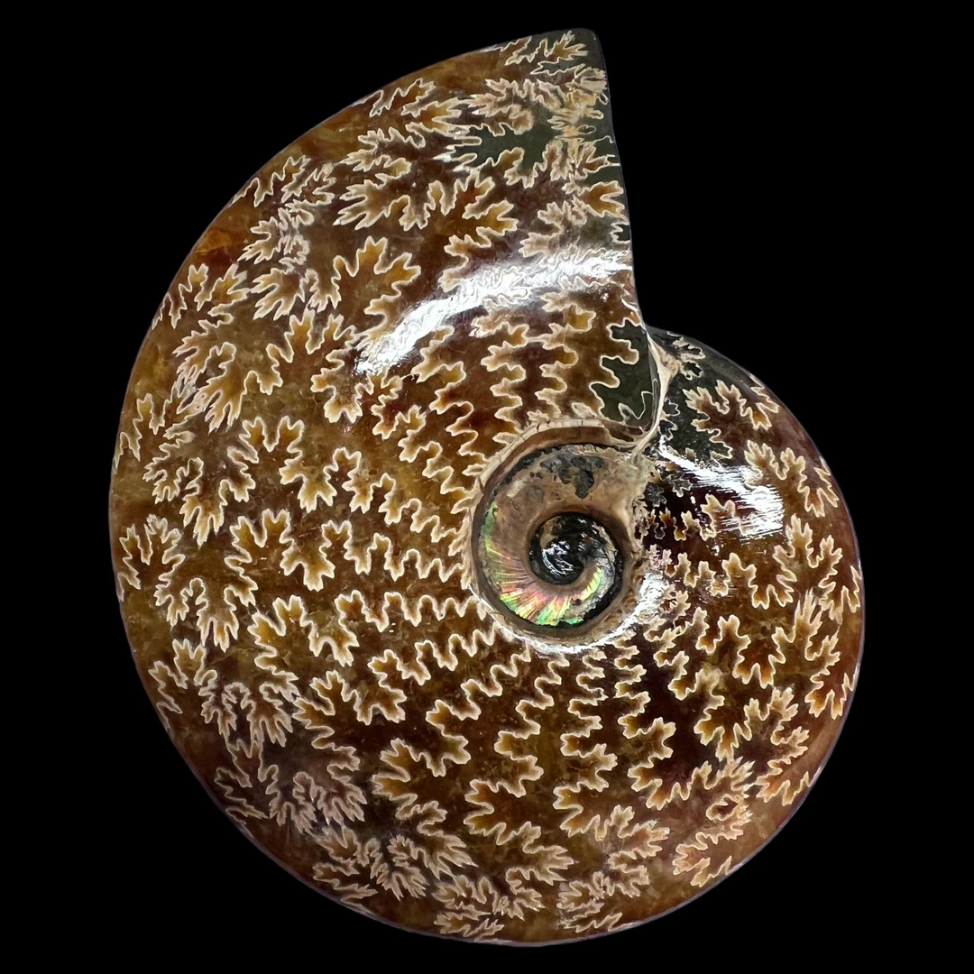 【 叶菊石（摆件）】131.6mm 玉化 马达加斯加 N-50  创意饰品 C26