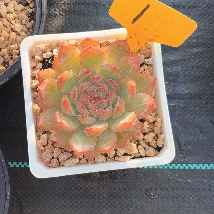 顺便去了吗丁啉一个