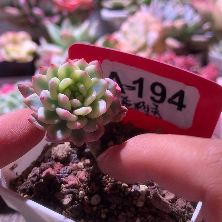福利蓝精灵覆轮锦有根