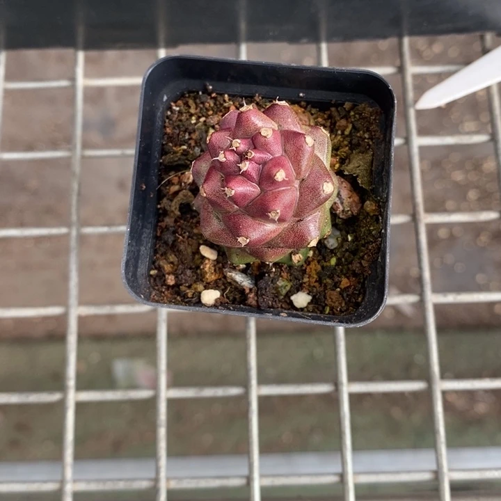 血****伯克利的故事是一个人