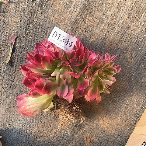 1334鲸落多肉缀化