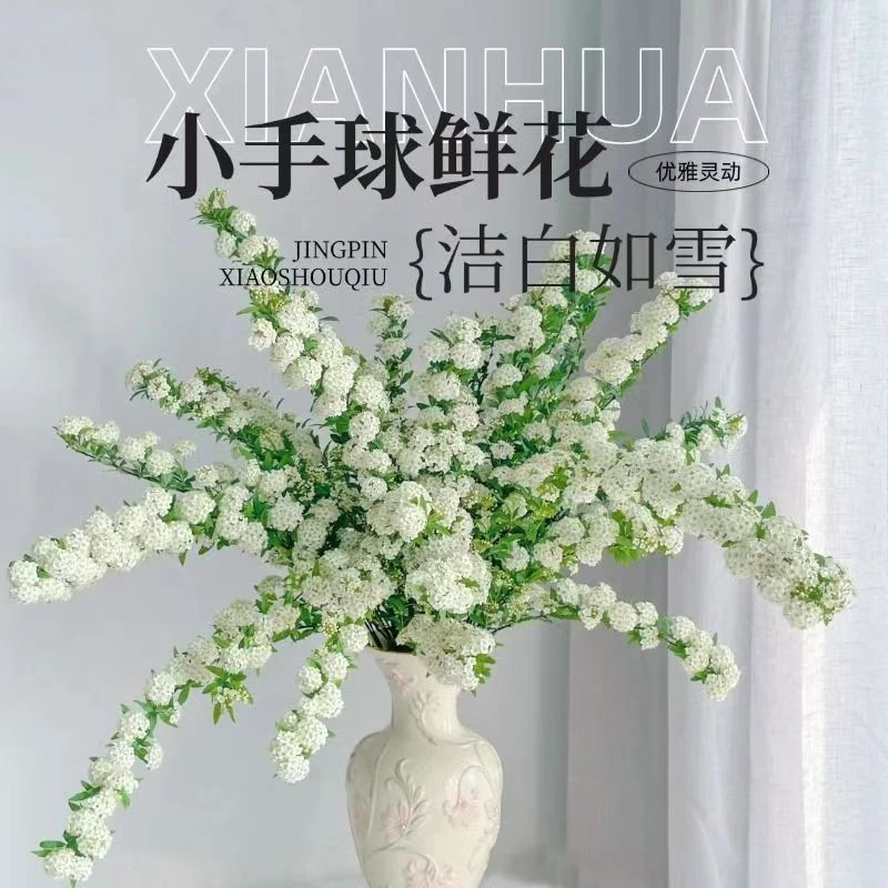 【一扎60cm-80cm】鲜切花小手球鲜花带花苞发货，云南基地直采直发