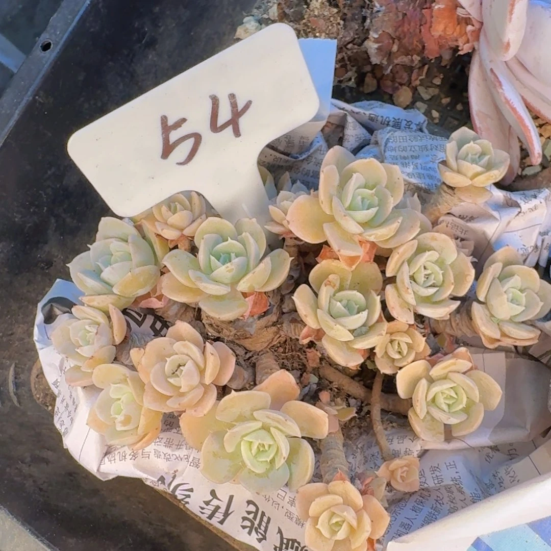 多肉植物的生长发育和生长