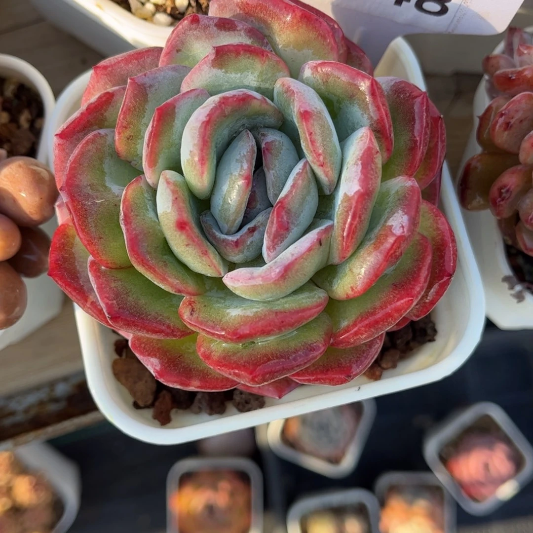 多肉植物0148 满30包邮