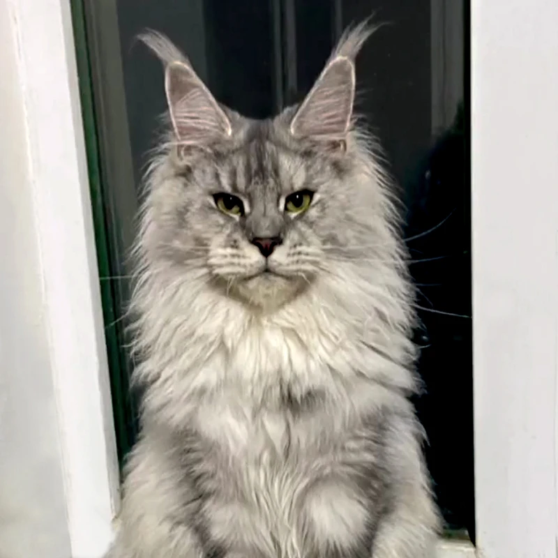 MM缅因猫活体猫咪纯白烟灰三花玳瑁棕虎红虎凯米阴影高银缅因猫