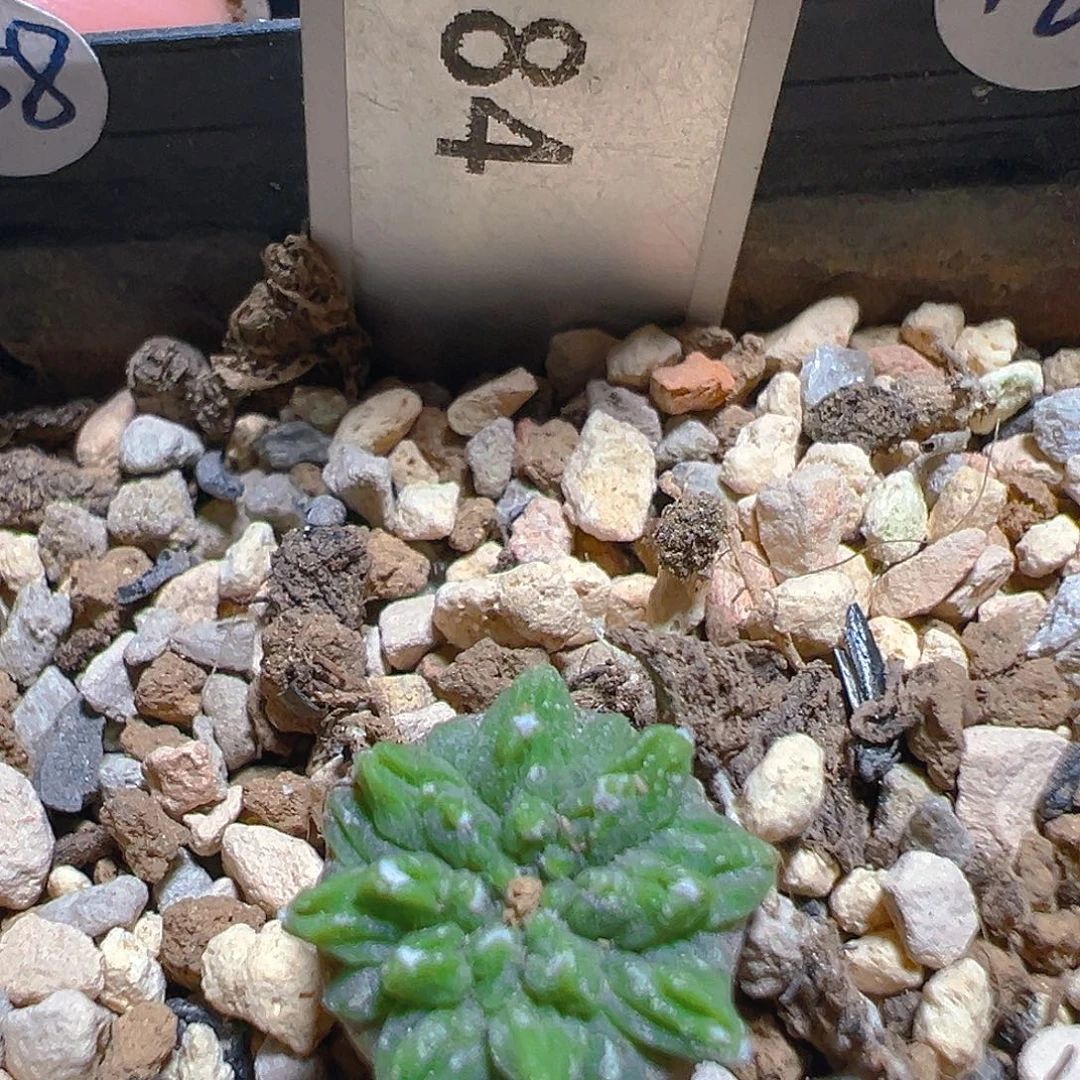 1284老花笼实生裸根发货