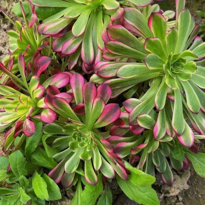 051多肉植物盆栽