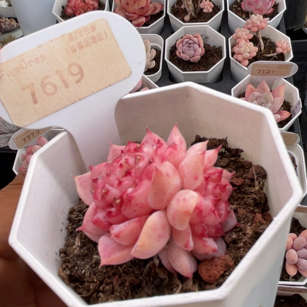 天鹅绒7619-4.5厘米