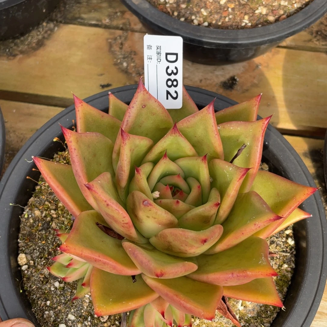 无花朵若如东云单拍D382