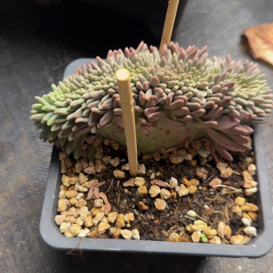 红蜻蜓缀一物一拍30-43