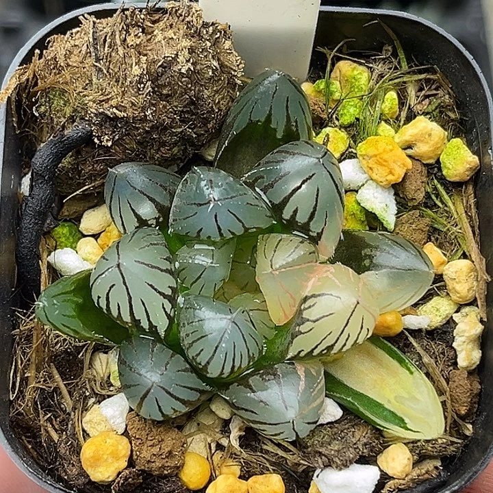 166龙爪玉露锦头家多肉十二卷