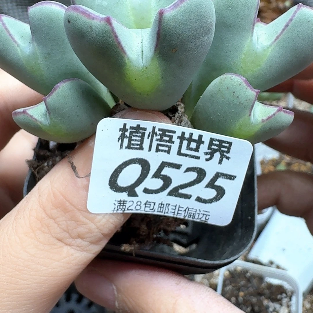 多肉植物的润泽东西g
