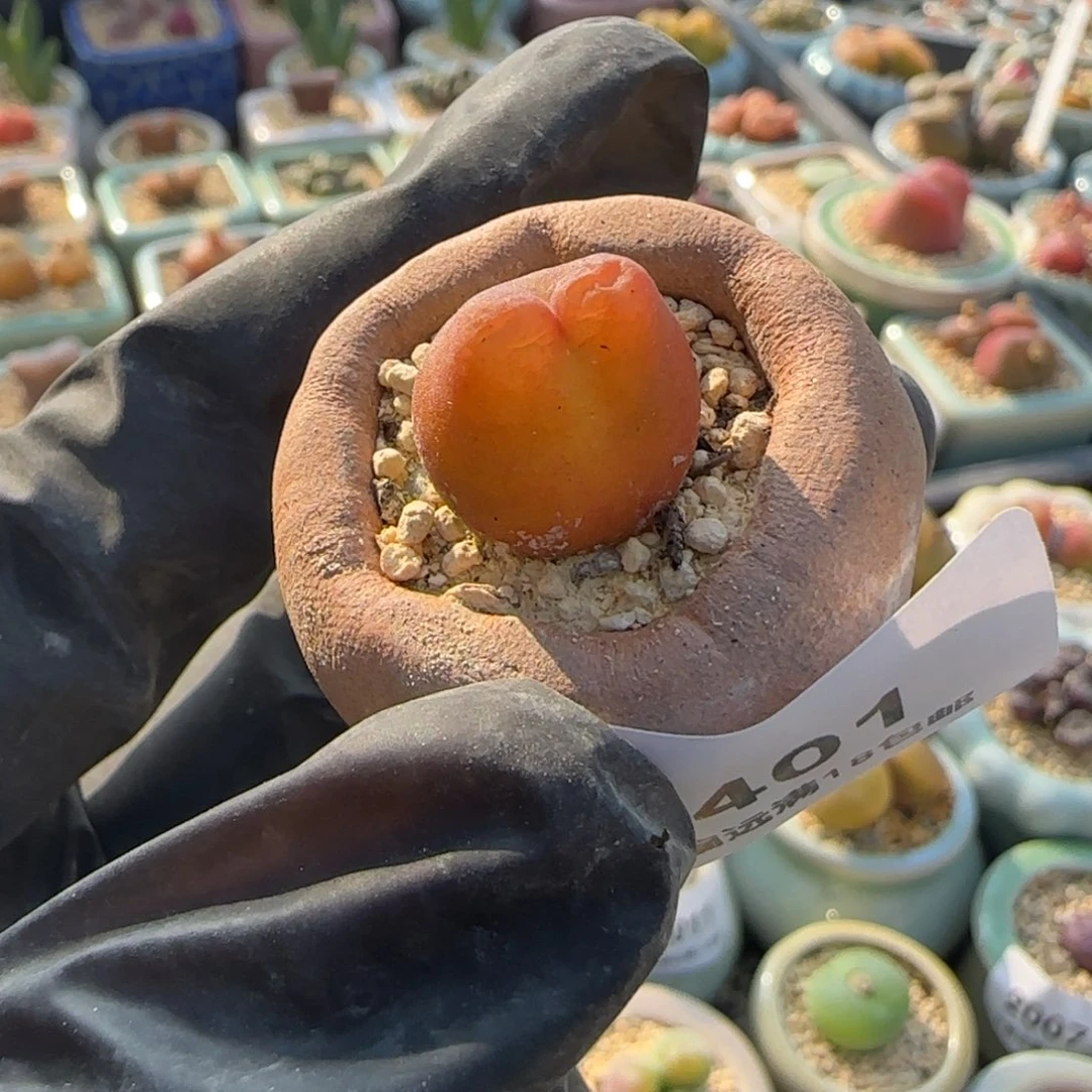 2401--一物一拍 带盆水蜜桃1430.5