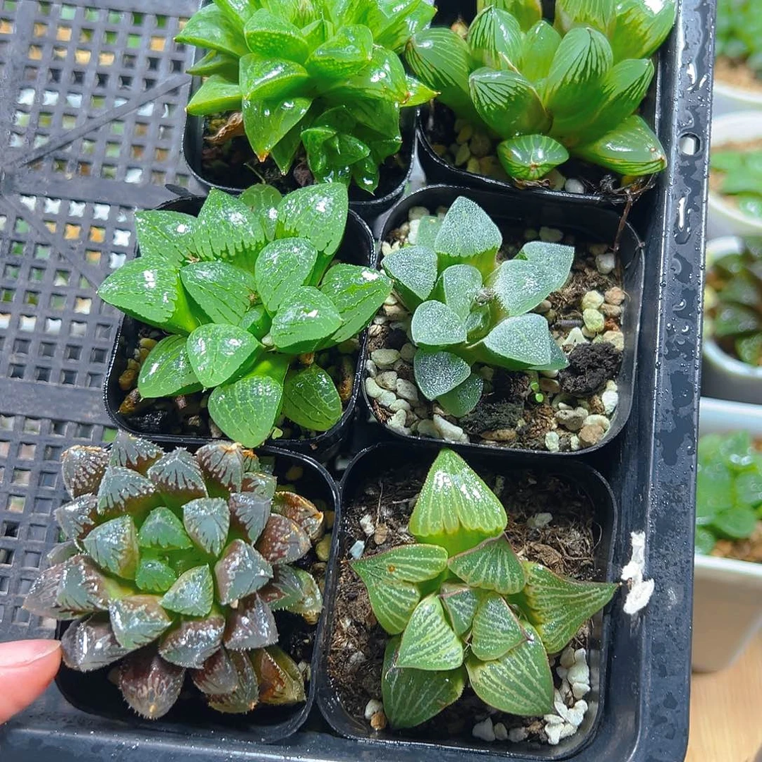 套餐一玉露多肉多肉