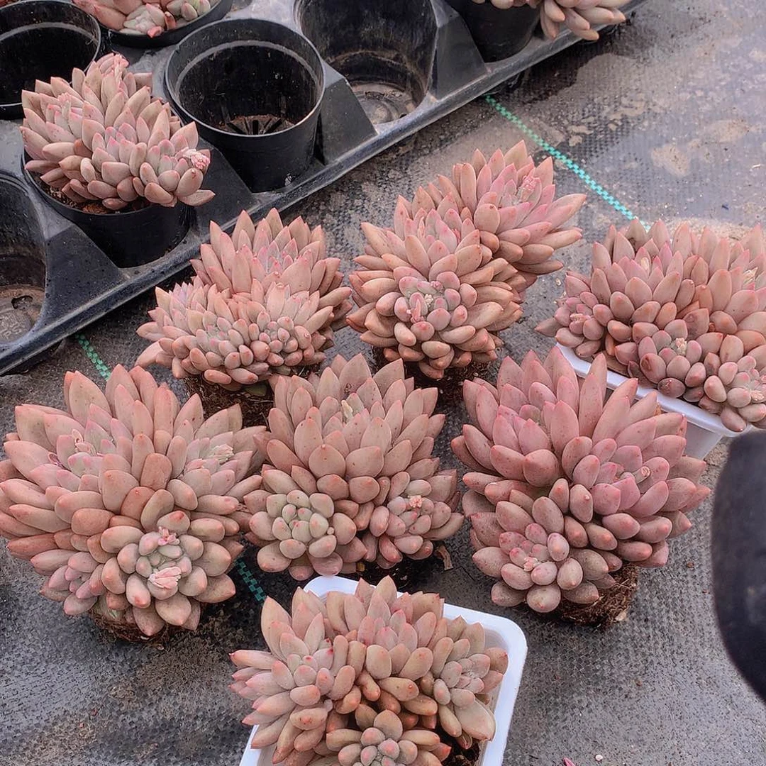 多头红蜻蜓24678990000