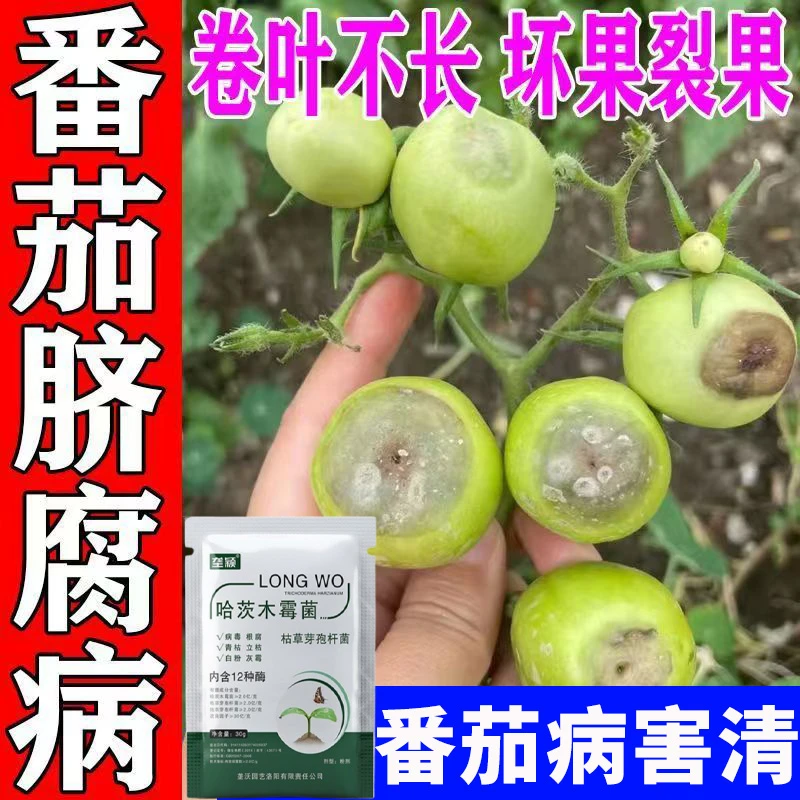 番茄脐腐病专用肥番茄烂果炭疽落果掉叶皱缩西红柿专用微生物菌剂