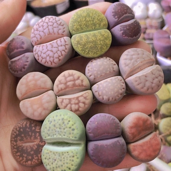 无花朵0468，2.8-3厘米个别老皮微瑕