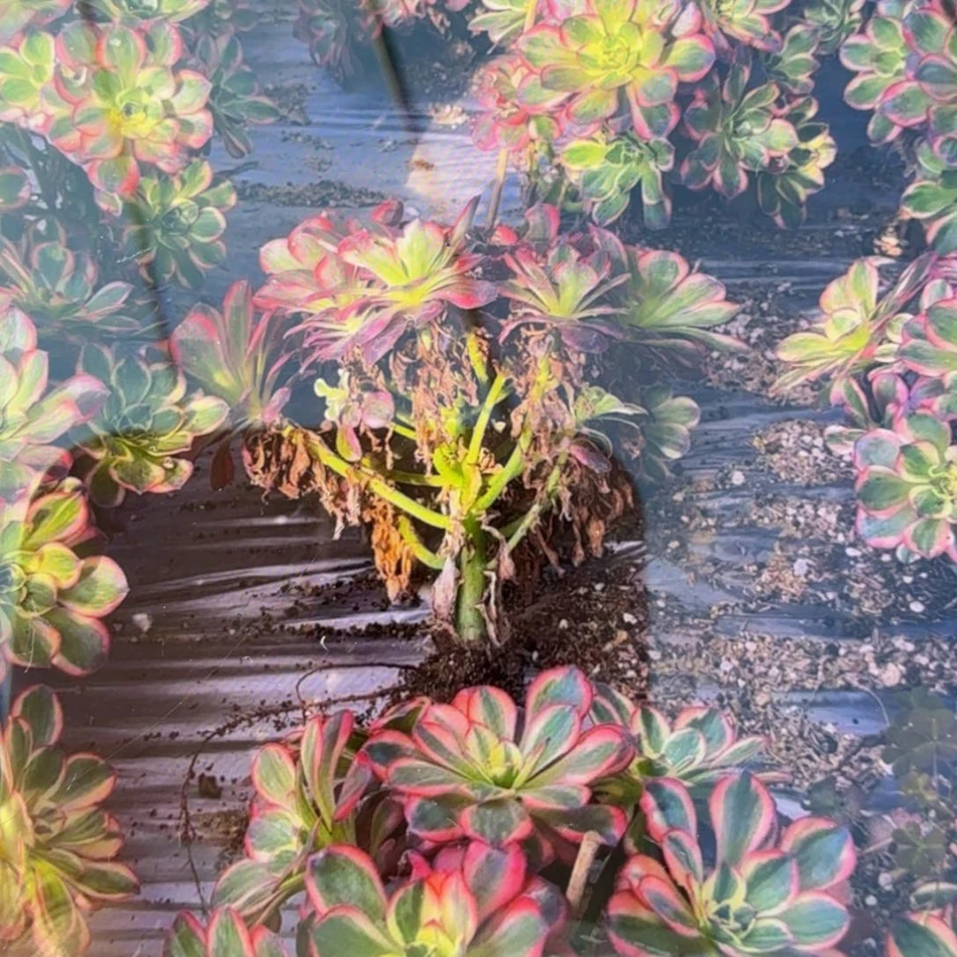 魅金锦一个。多肉植物