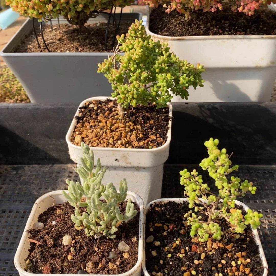 枝干番杏多肉植物093