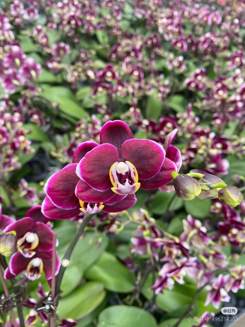 【淘花源记】巧克力蝴蝶兰蜡质花3.0杯壮苗爆花型桌面盆栽小黑花