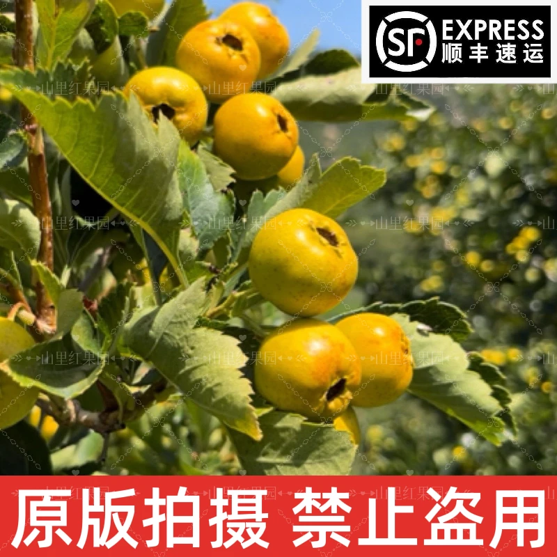 【顺丰包邮】香甜黄山楂 带有浓烈果香味道的甜山楂 沂蒙山区原产地