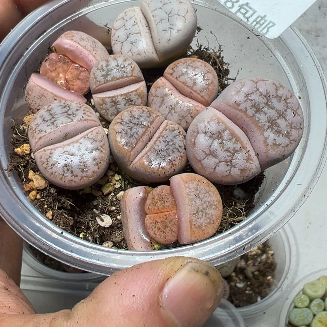 【闪购商品】 609。