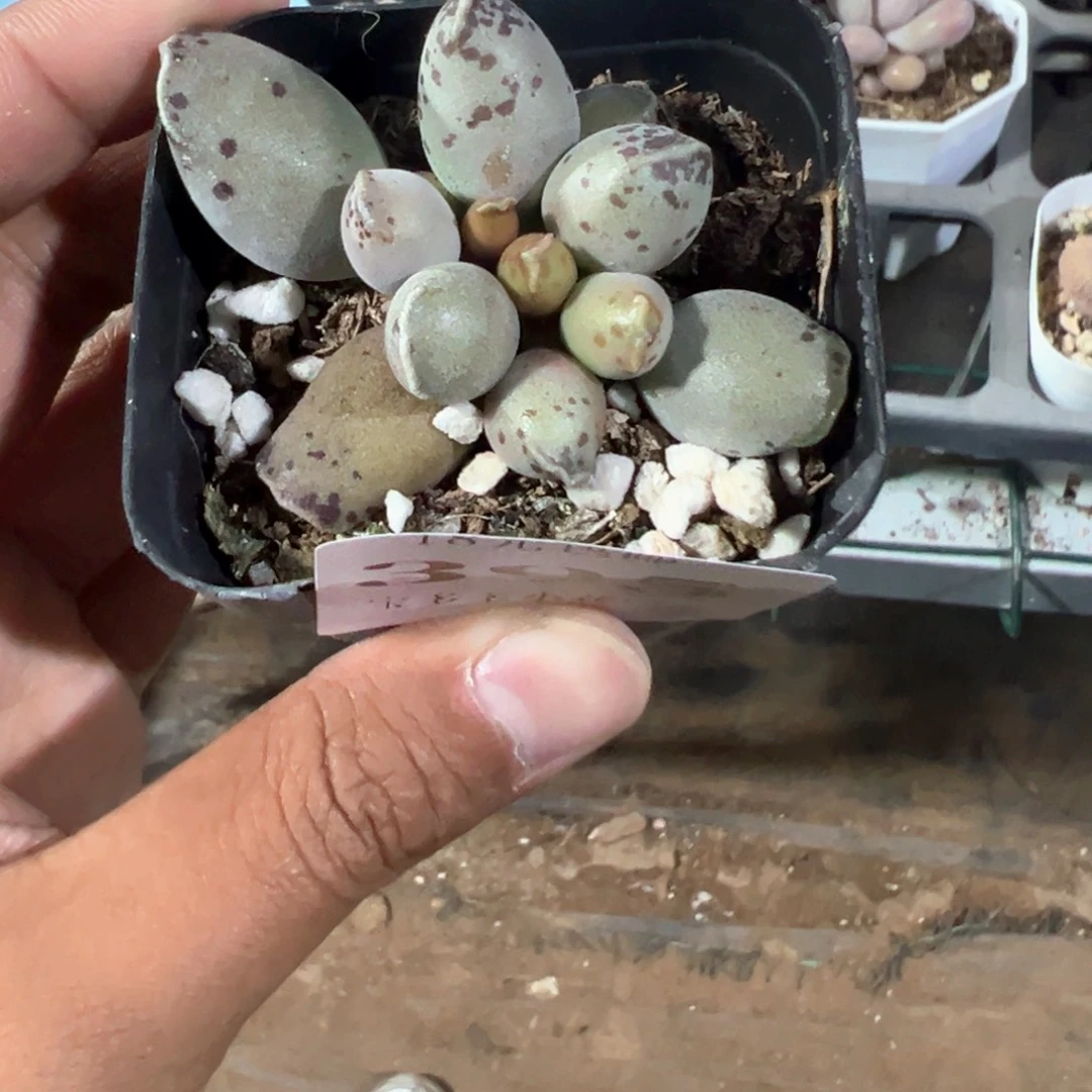 •***395号海豹水泡一物一拍