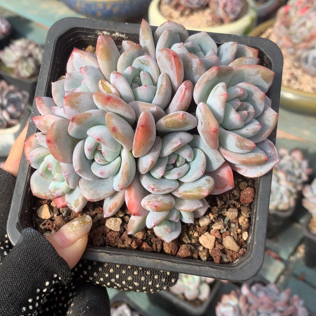 8头哈哈哈哈哈哈哈哈哈石榴籽