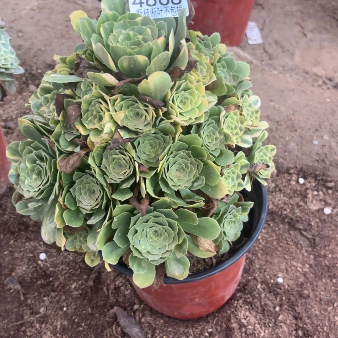 M. 4868五彩琉璃多肉2223