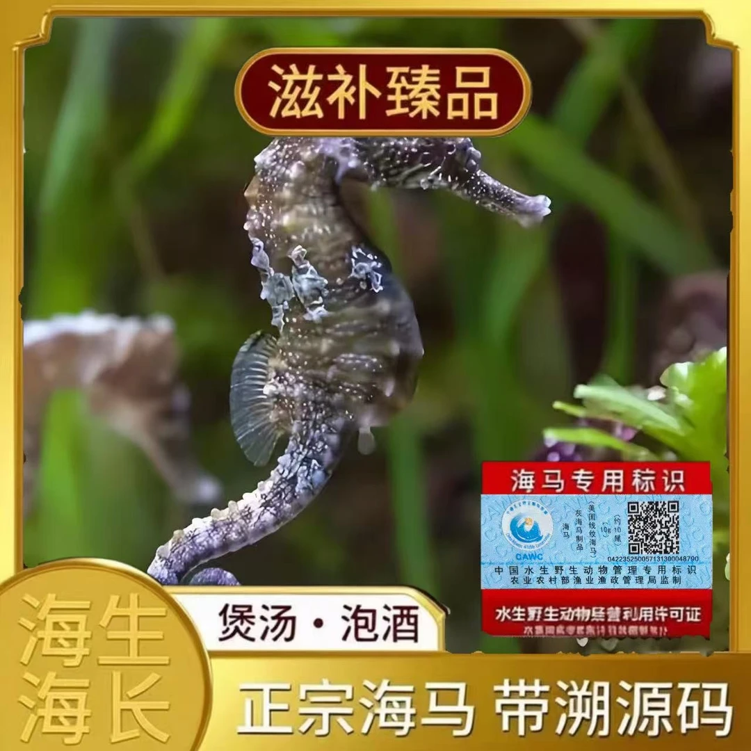 【正品保真】活海马压冰发货公母配对带溯源码炖汤泡酒节日好礼