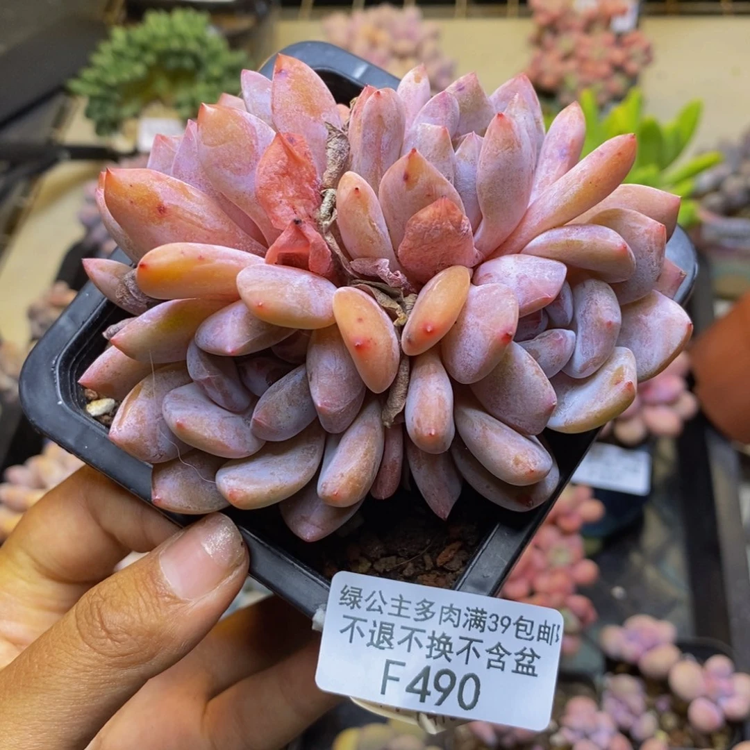 490星影多肉肉9c m
