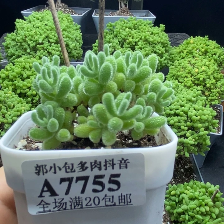 优选冰晶7755枝干番杏