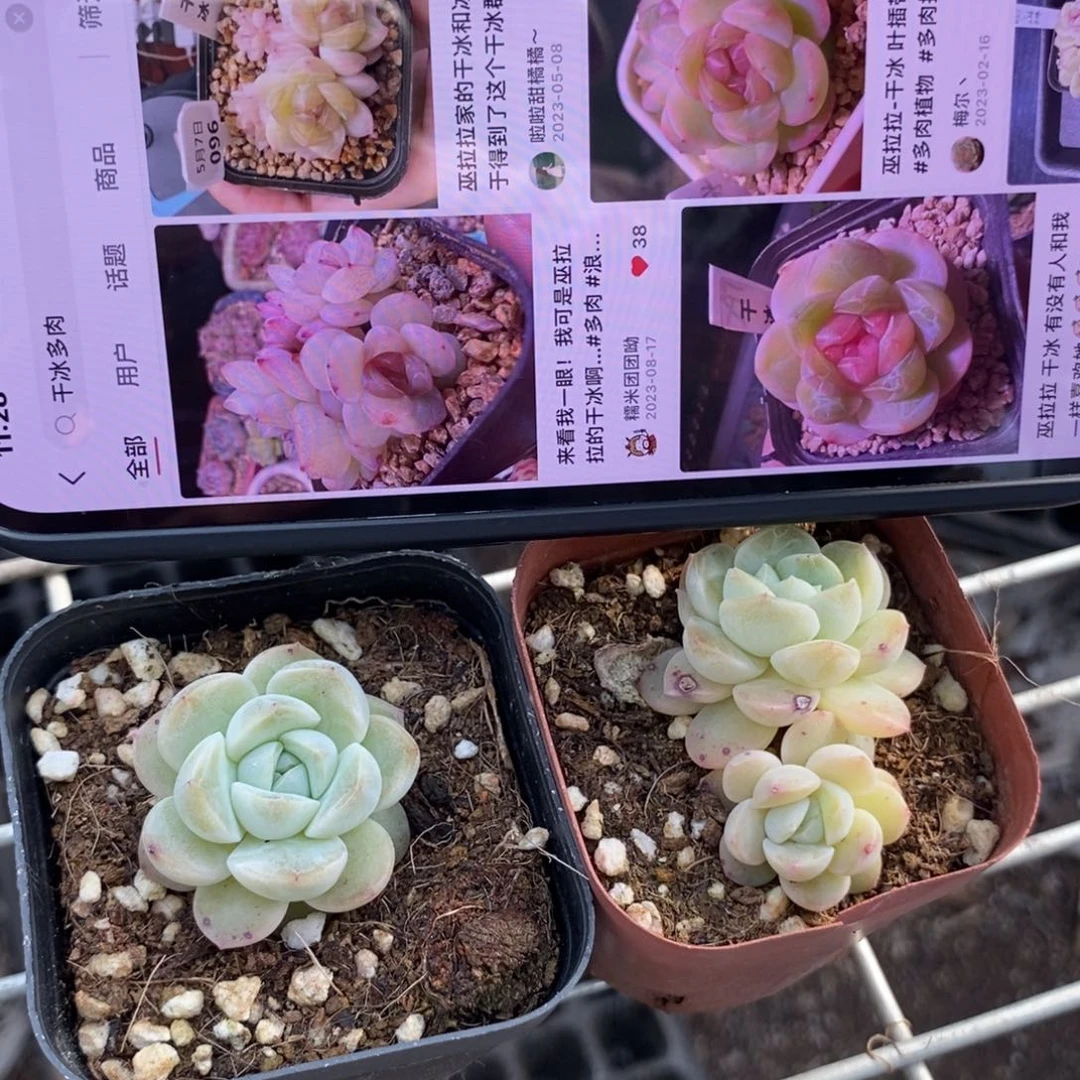 上盆干冰一个多肉量拍