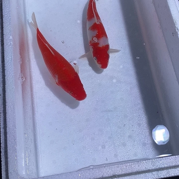 锦鲤锦鲤活鱼开箱包活