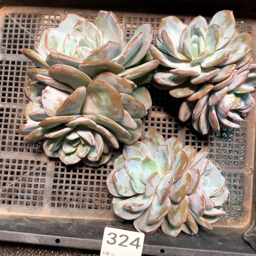 #324 不拍冷链不售后。