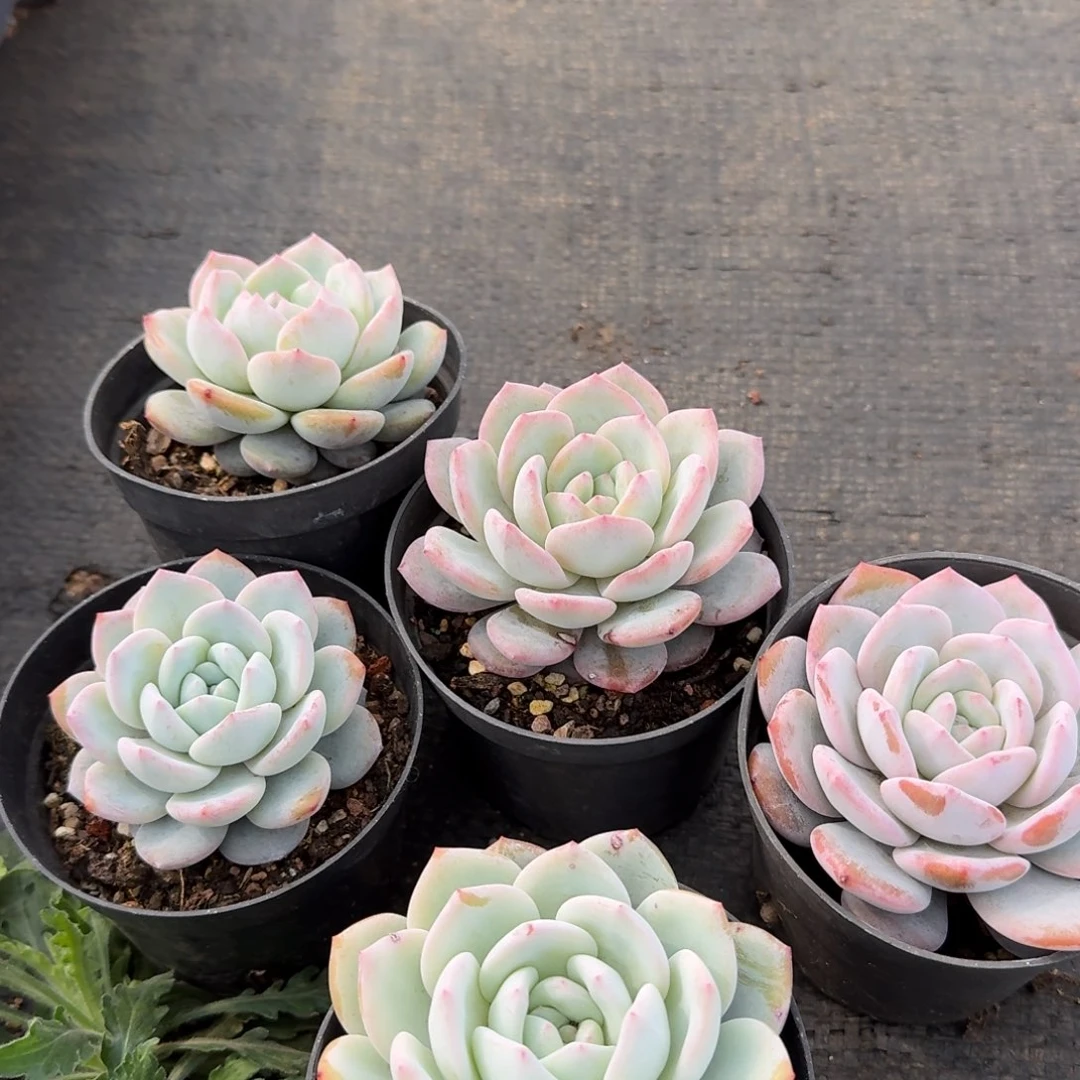 奶盖五颗量拍19/40