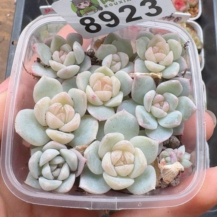 多肉植物多肉植物