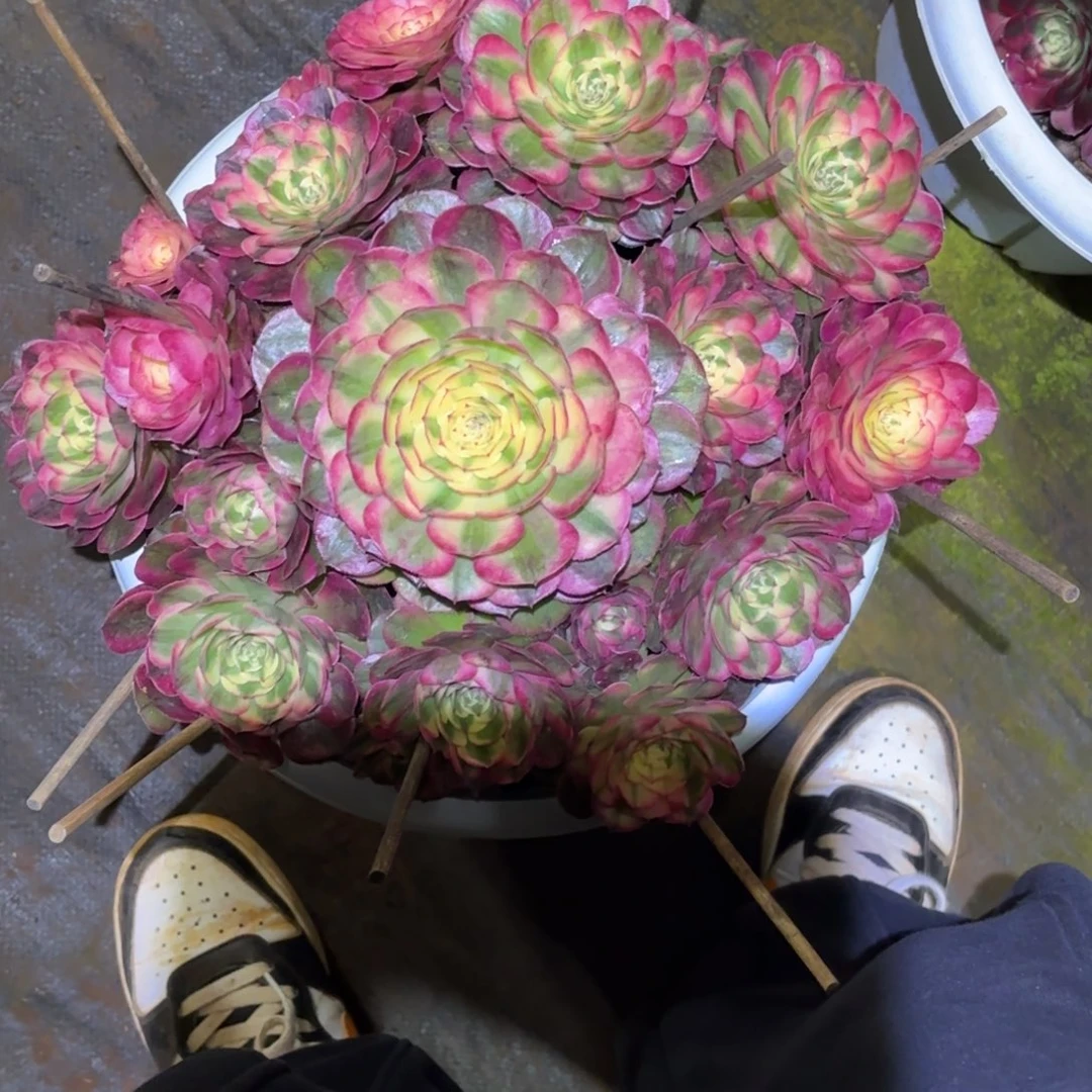 云南多肉植物荔枝