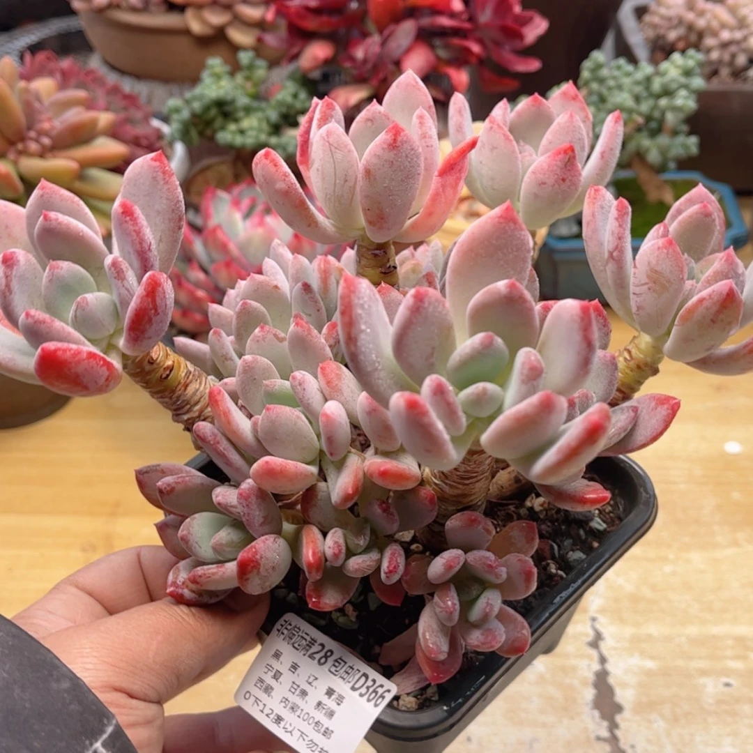 【闪购商品】366灰姑娘多肉